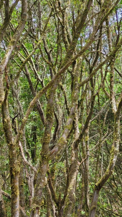 La Tierra del Trigo Casa Tio Manuelゲストハウス エクステリア 写真